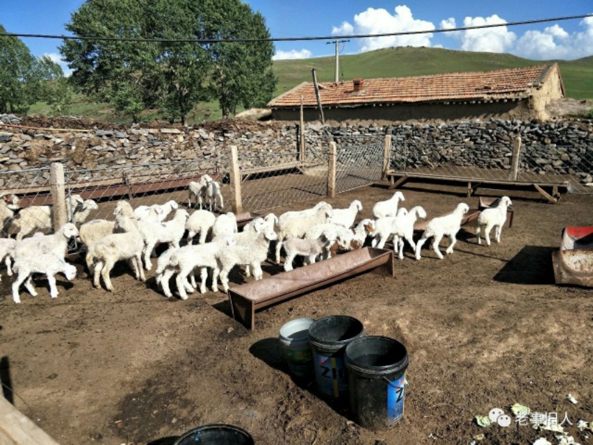 挂在嘴边的谚语,嘎查人口头禅