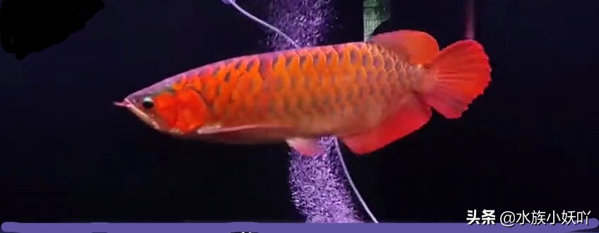 龙鱼价值298万,价值超过100万的龙鱼