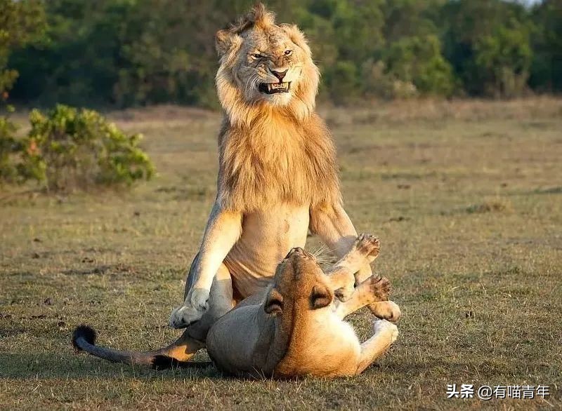 12个动物啪啪啪知识，最后一个想笑死谁？