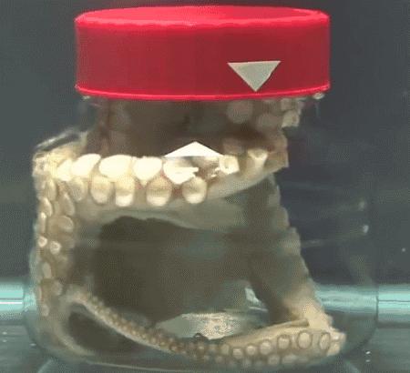 章鱼智商相当于人类几岁智商,北太平洋巨型章鱼的智商