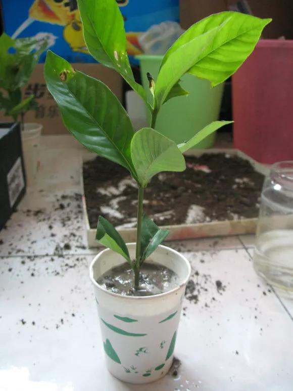 塑料瓶绑在月季上能生根吗视频,水扦插适应哪些花卉