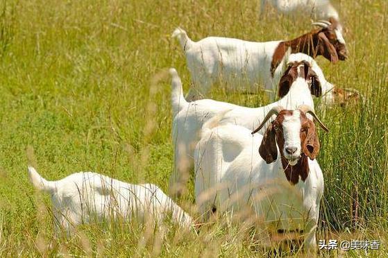 养羊夏天怎么防蚊虫,养羊平时要不要保健