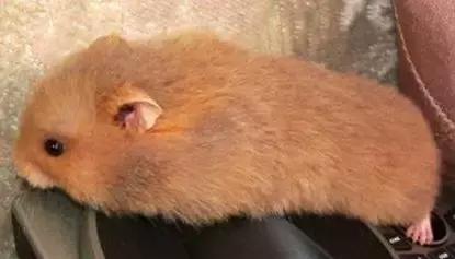 仓鼠的种类习性详细介绍,仓鼠有哪些亚种种类