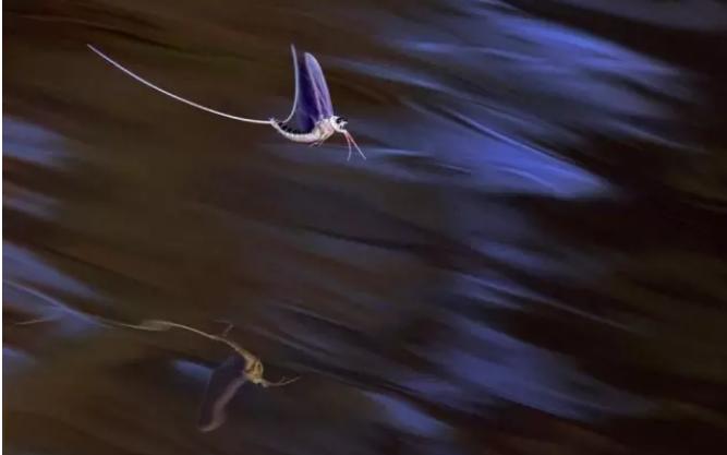 蜉蝣朝生暮死夏蝉不知春秋,蜉蝣朝生暮死而尽其乐出自哪里