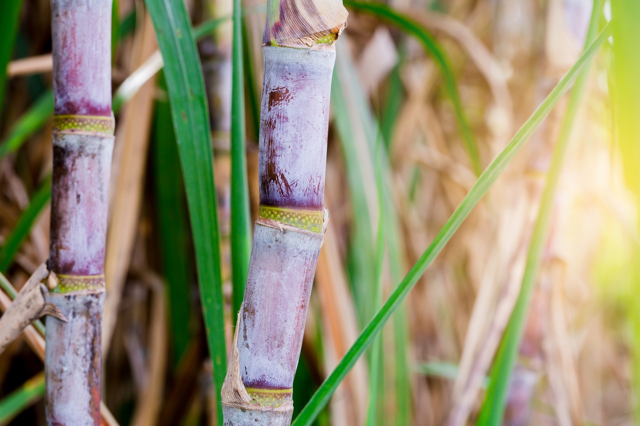 冰糖葫芦饴糖,冰糖麦芽糖蜂蜜糖葫芦