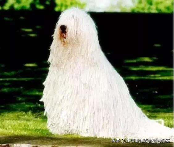 这60种罕见动物你见过几个,60种灭绝的动物