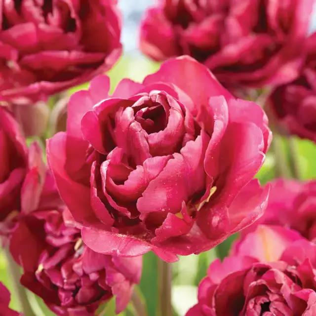 閮侀噾棣欑鐞冪殑鍏绘姢鏂规硶,姘村煿閮侀噾棣欏彂鑺藉悗鍏绘姢