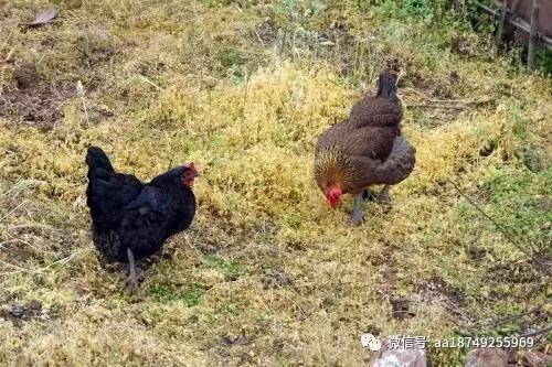 东北散养鸡怎样过冬,散养的鸡怎么过冬