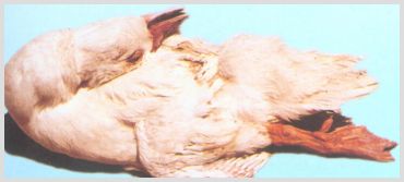 鸭子常见病,鸭子常见病防治方法