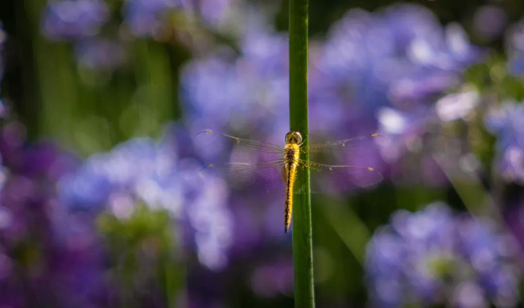 建一座完全不打药的生态花园，所有生命在这里和谐共处，值得收藏