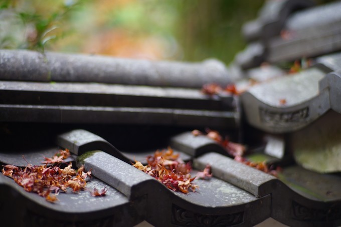 京都赏枫2022,京都赏枫必去景点有哪些好玩的