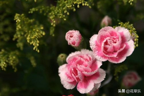 母亲节送鲜花送什么花合适,母亲节送鲜花送哪些花