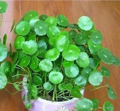 天胡荽草别名,香菇草是什么植物