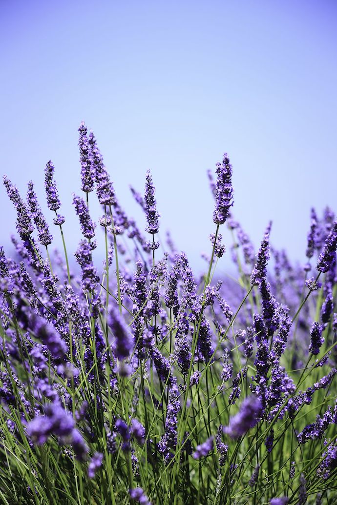 八种身兼多职的鲜花，既是鲜花又是香料！