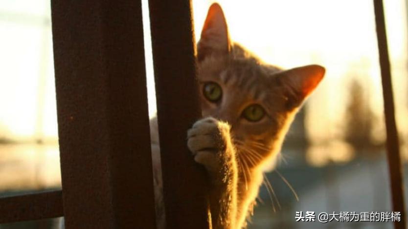 猫咪的八大传言,猫咪的五大未解之谜