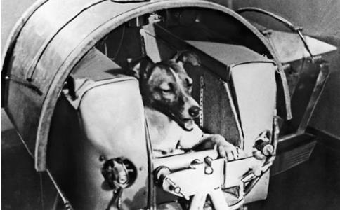 灭绝人性的三种动物实验,10种不怕死的动物