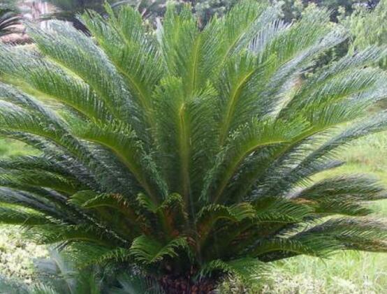 铁树烂根了怎么去处理,铁树烂根的补救方法