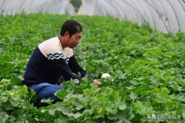 连云港现在采摘园有什么可以摘,连云港11月份采摘