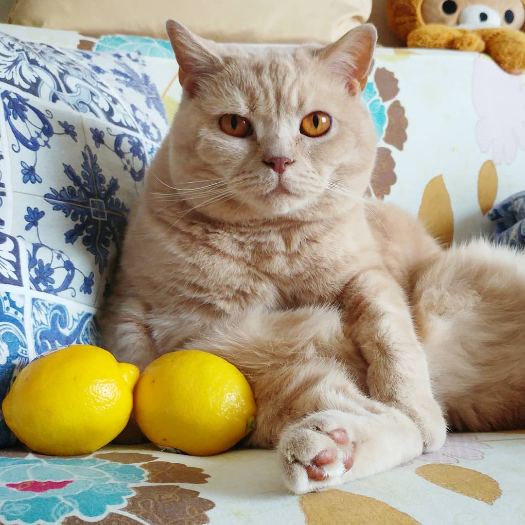 想养一只英短蓝猫去哪弄,想养一只猫需要注意什么