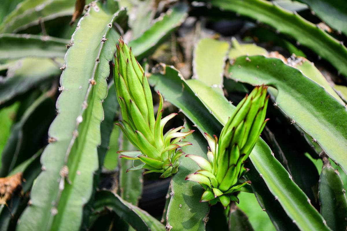 家养了一盆金钱树好看又招财,养在家里可以带来好运的花