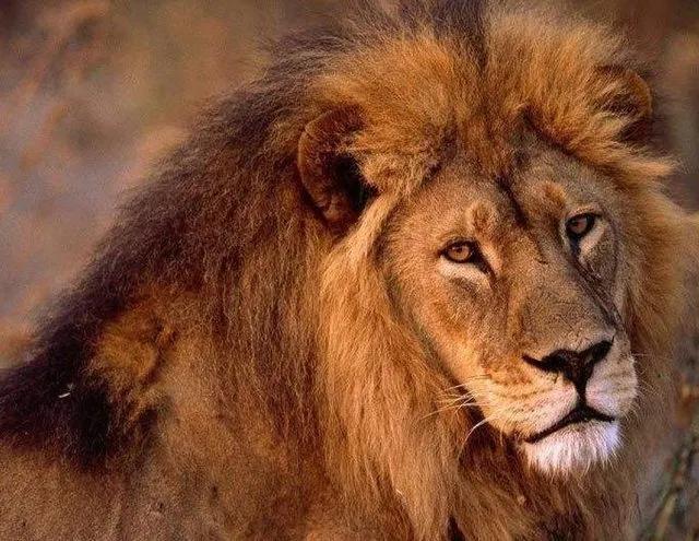 秒杀银背大猩猩的十个动物,盘点10种比老虎还厉害的动物