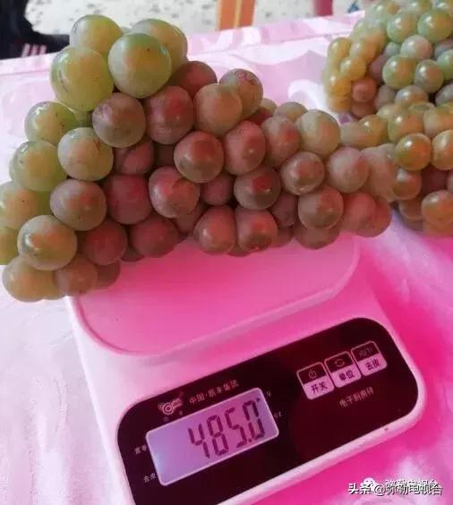弥勒葡萄价格,弥勒葡萄卖5元一颗