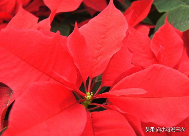 一品红叶子发黄如何正确处理,一品红叶子枯萎是什么原因