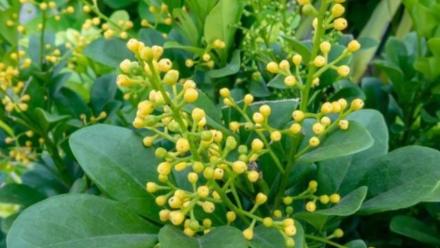 室内盆栽米兰花的养殖方法,盆栽米兰花养殖方法和技巧