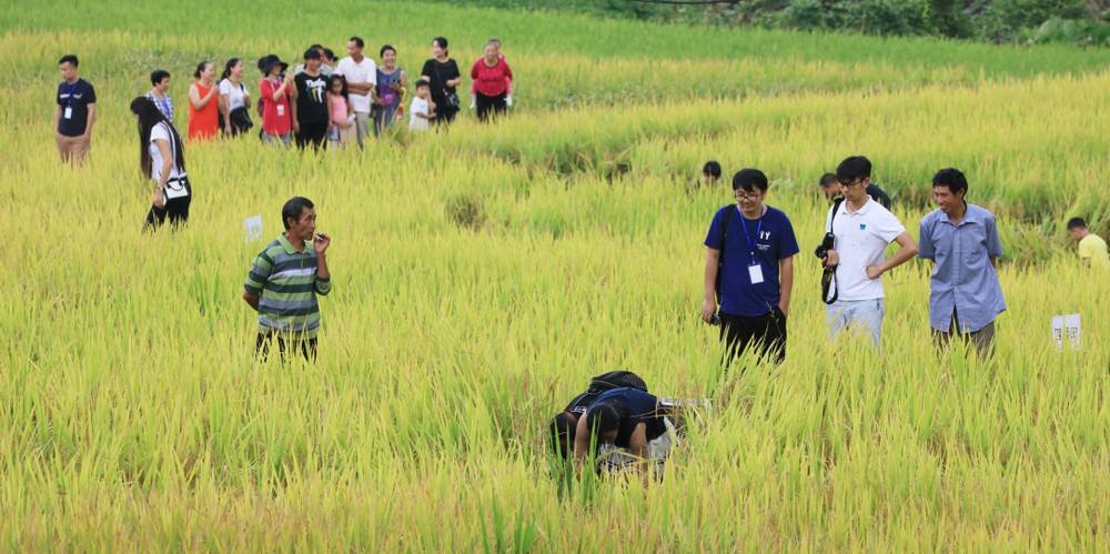 正宗原生禾花鱼,真正意义上的禾花鱼