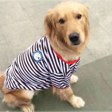 小金毛养多久才会温顺听话,养宠小知识金毛一天尿两次可以吗