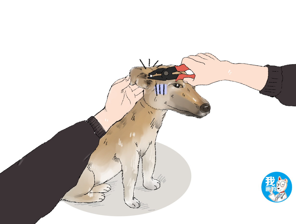 狗耳朵里面长了个肉球,狗耳朵长蜱虫