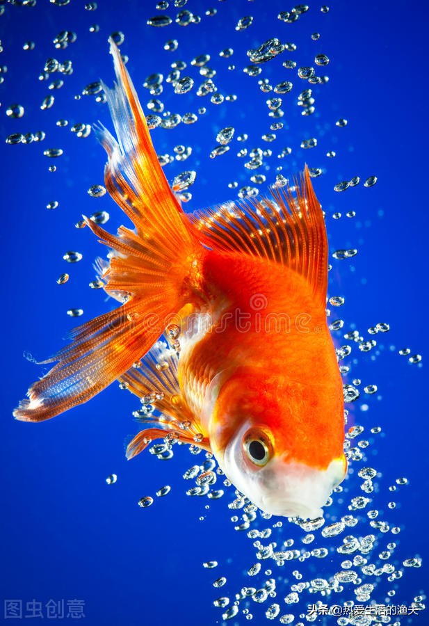 养金鱼应该注意哪些饲养建议,泰狮金鱼的养殖方法和注意事项