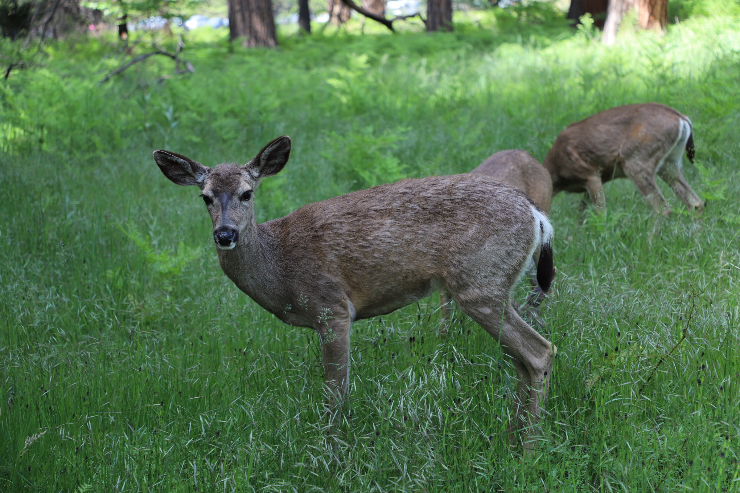 加利福尼亚优胜美地,美国旧金山优胜美地