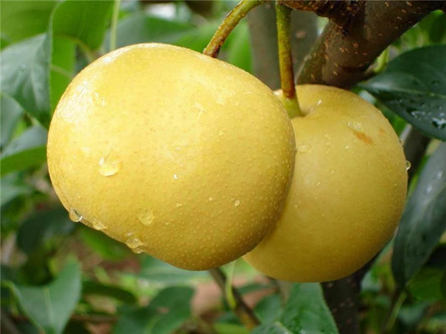 百种味道的果子,百种果实图片