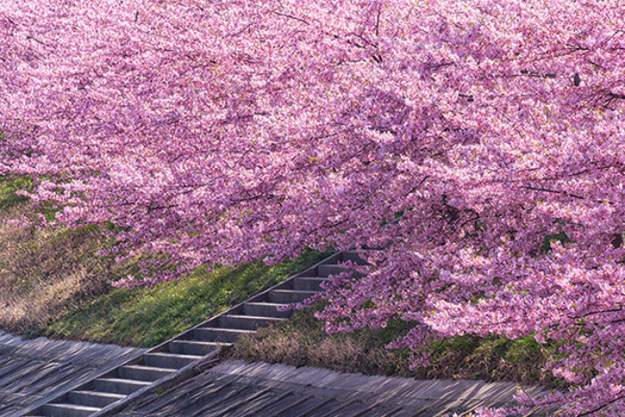 在日本被誉为“自杀森林”的青木原树海是什么地方