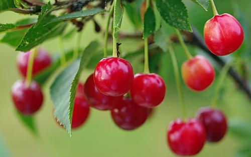 6个可能会夺走你性命的“可怕树木”，看到需要立即逃命