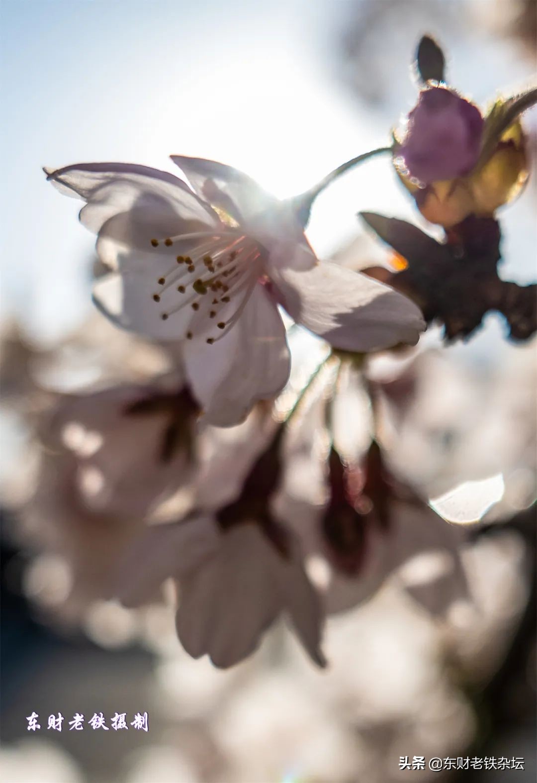 网红美景,网红一棵树樱花园