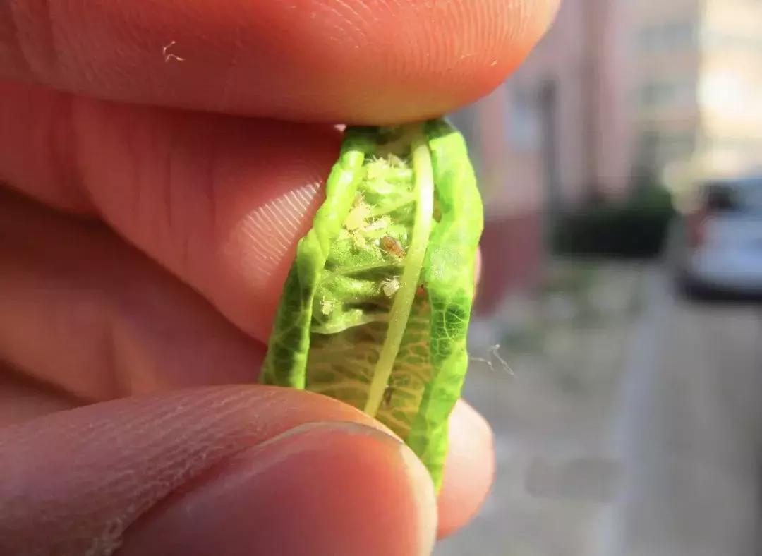 桃树虫害图谱,桃树虫害的图片及防治方法