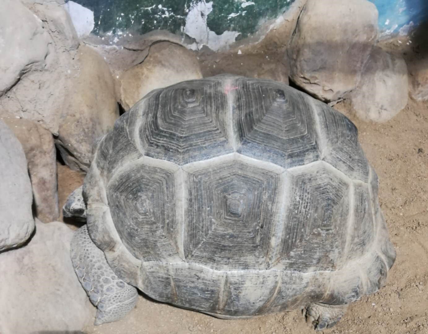 亚达伯拉象龟养殖违法吗,亚巨龟怎么调理肠胃