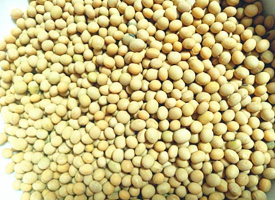 教你做黄豆最过瘾的吃法,吃了近30年豆腐第一次怎么做