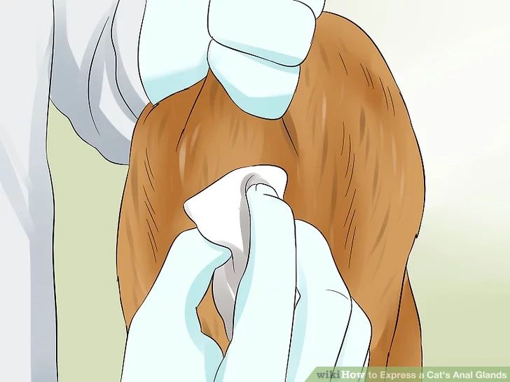 猫咪肛门腺需要治疗吗,猫咪肛门腺发炎症状