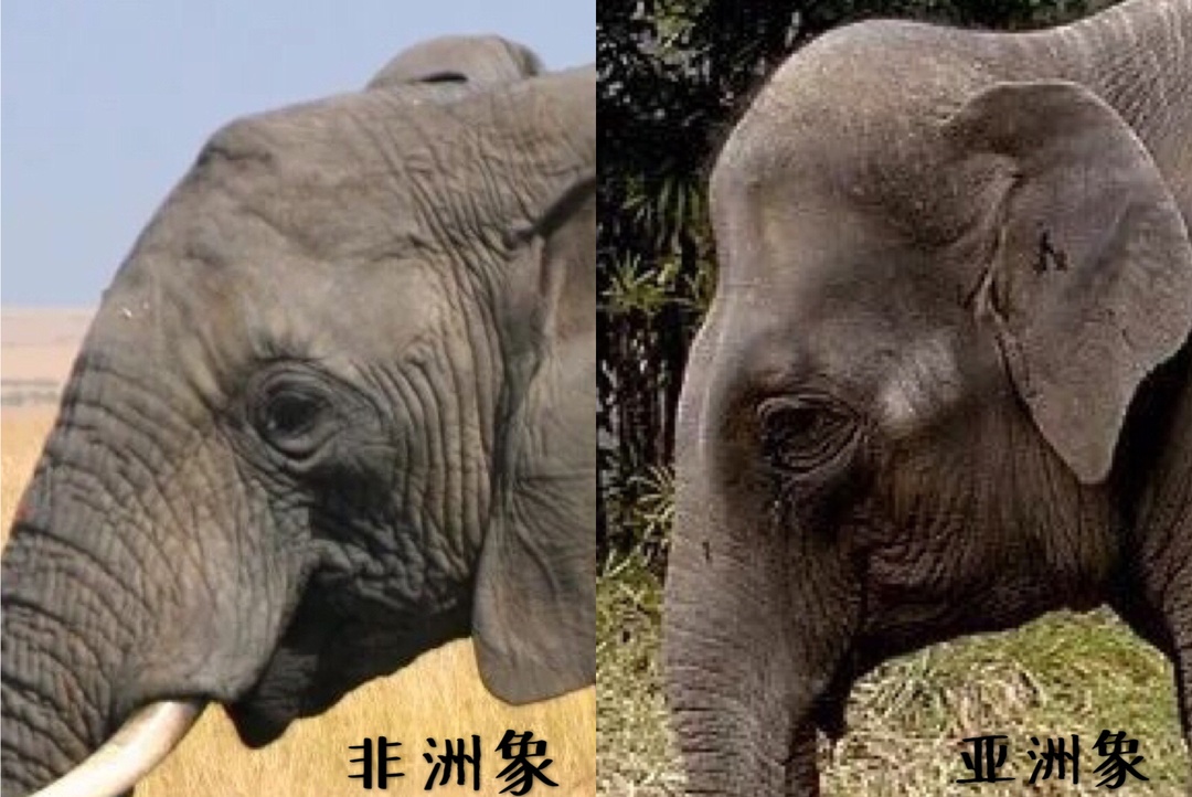 小学问｜集合啦！麦粒鸟教你搞对「象」啦！