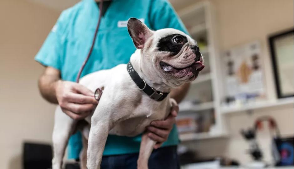 狗狗神经痛可以吃什么止痛药,狗狗一般可以吃什么止痛药