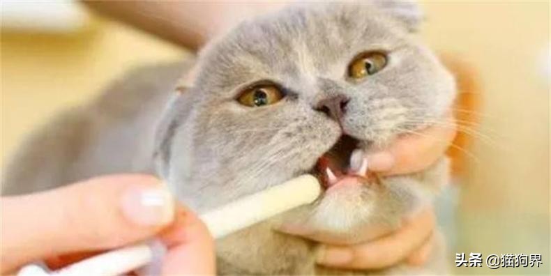 猫咪美毛护理,猫咪美毛攻略