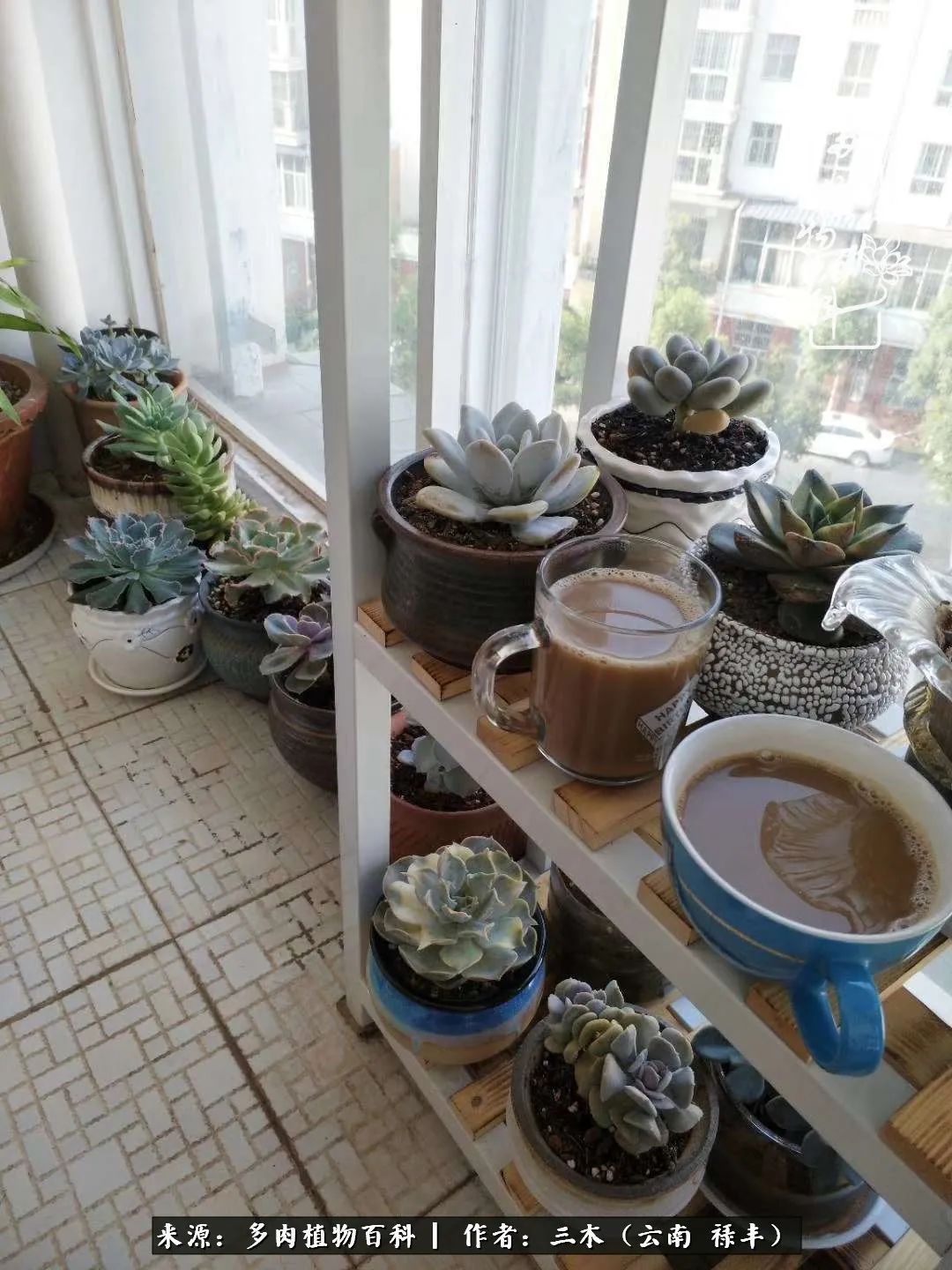 结缘多肉，阳台这一亩三分地就是我的世外桃源