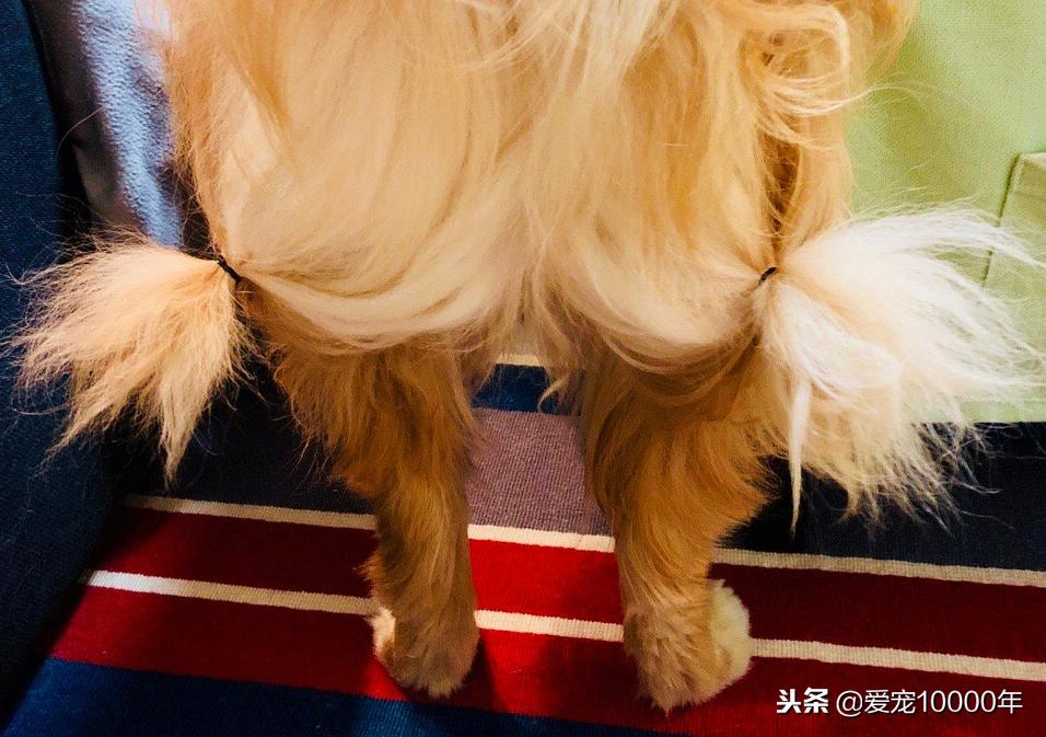 金毛的毛毛太长了，方便的时候总是弄脏，铲屎官就给编了根大辫儿