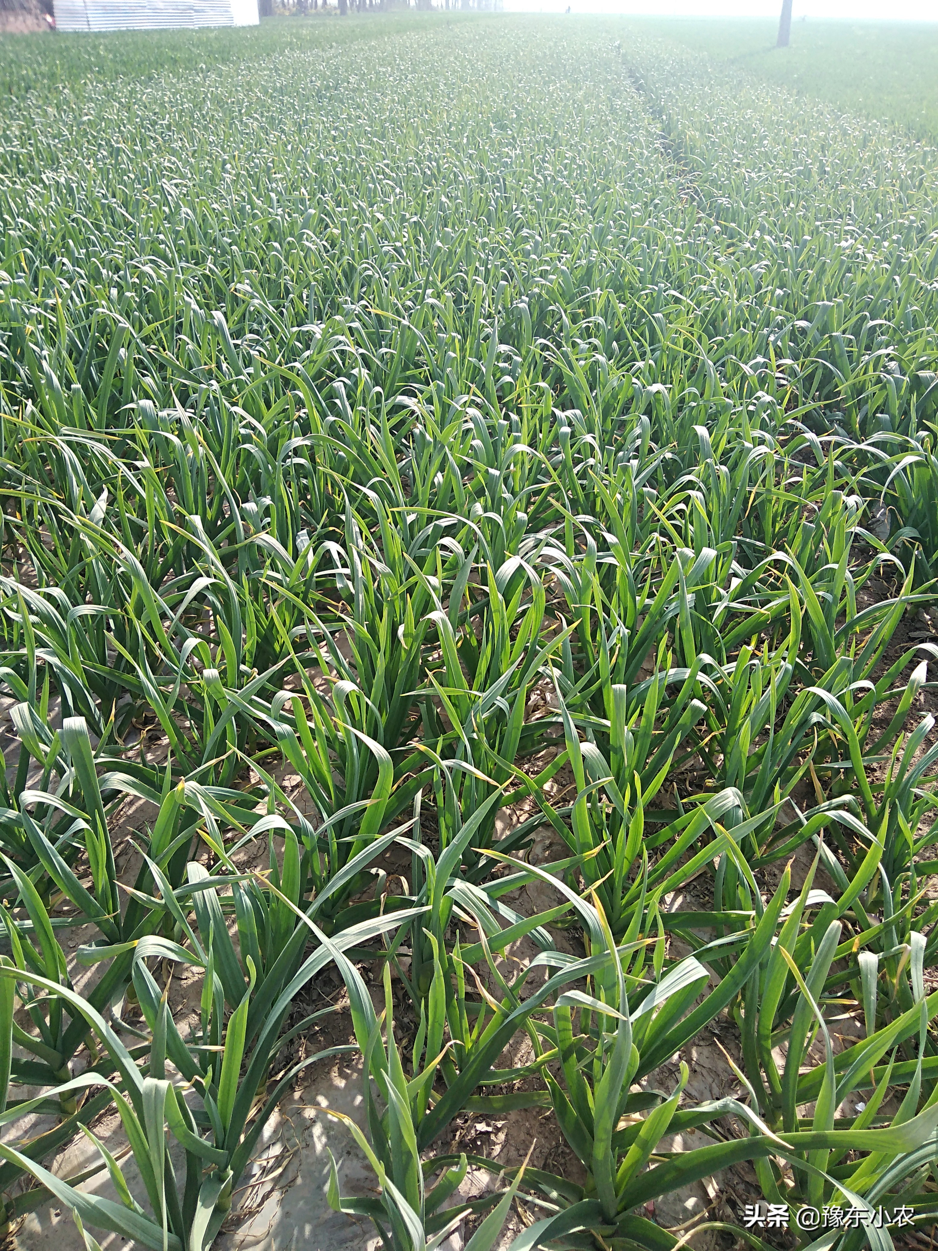 2023年大蒜干蒜价格能卖多少,2023年河南大蒜蒜苔价格行情预测