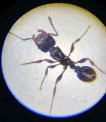 儿童显微镜下的微观世界,便携式儿童显微镜萌趣多