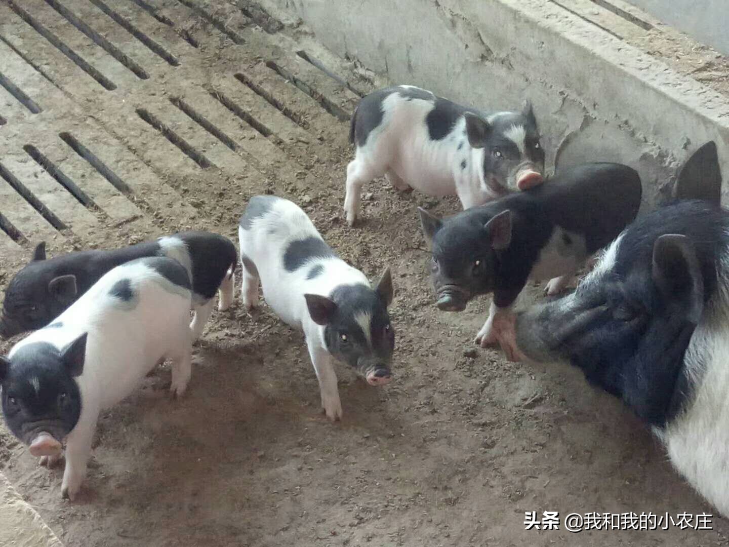 香猪散养,香猪露天养殖