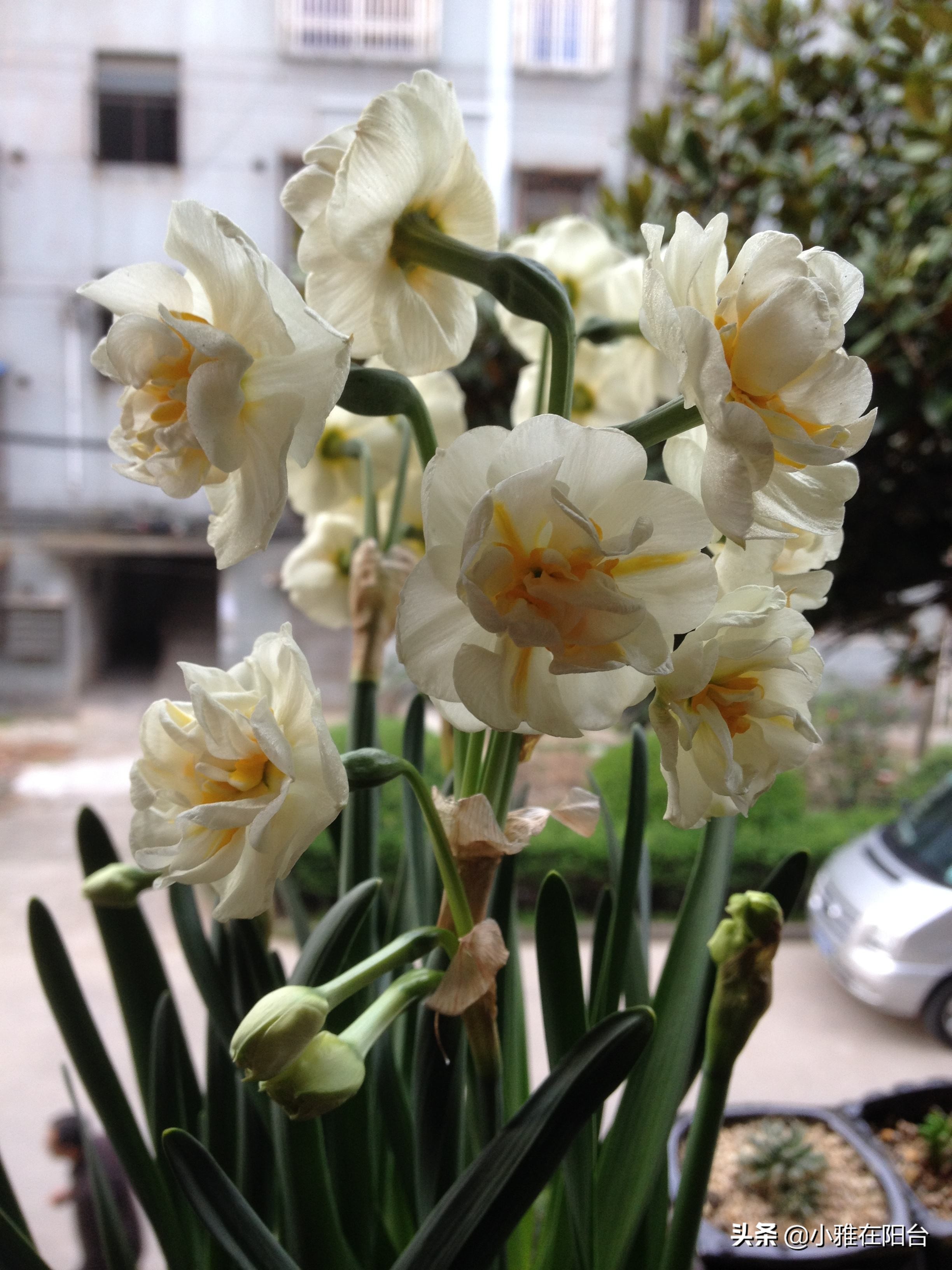 寒冬腊月养这“四种花”，越冷越开花，春节开的最美，花香满屋！